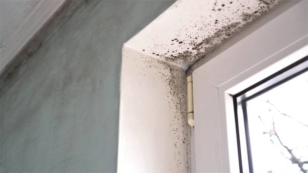 Best Certified Mold Removal  in Gothenburg, NE