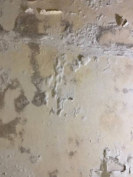 Best Same-Day Mold Removal  in Gothenburg, NE