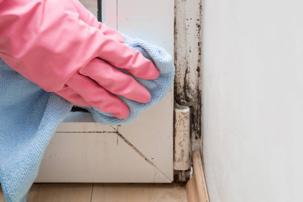 Attic Mold Removal in Gothenburg, NE